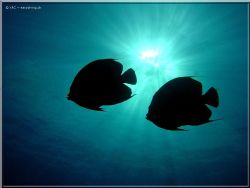 angel fishes shape in cozumel
(Sony DSCP10) by Yannick Abel-coindoz 
